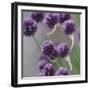 Mauve blossoms of the chives,-Nadja Jacke-Framed Photographic Print