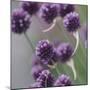 Mauve blossoms of the chives,-Nadja Jacke-Mounted Photographic Print