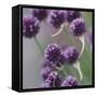 Mauve blossoms of the chives,-Nadja Jacke-Framed Stretched Canvas