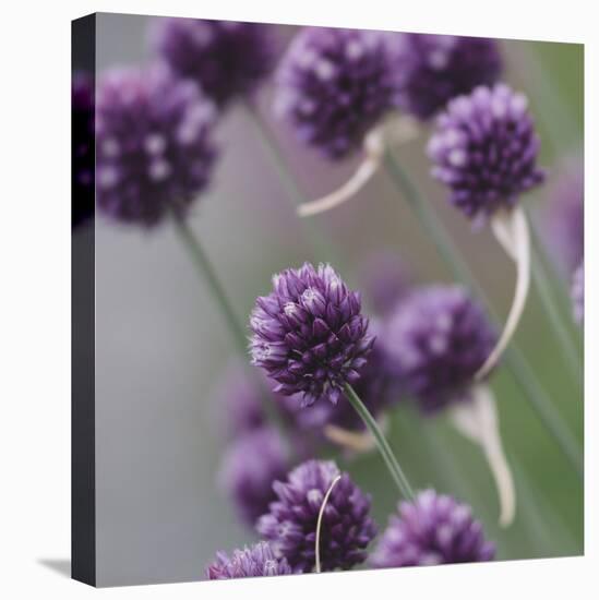 Mauve blossoms of the chives,-Nadja Jacke-Stretched Canvas