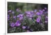 Mauve Kamchatka azalea in the botanical garden in Bielefeld,-Nadja Jacke-Framed Photographic Print