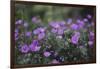 Mauve Kamchatka azalea in the botanical garden in Bielefeld,-Nadja Jacke-Framed Photographic Print