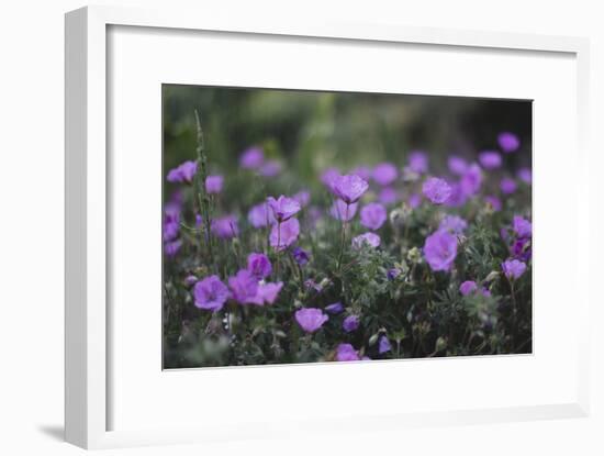 Mauve Kamchatka azalea in the botanical garden in Bielefeld,-Nadja Jacke-Framed Photographic Print