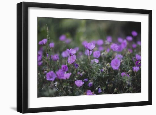 Mauve Kamchatka azalea in the botanical garden in Bielefeld,-Nadja Jacke-Framed Photographic Print