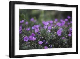 Mauve Kamchatka azalea in the botanical garden in Bielefeld,-Nadja Jacke-Framed Photographic Print