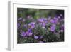 Mauve Kamchatka azalea in the botanical garden in Bielefeld,-Nadja Jacke-Framed Photographic Print