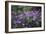 Mauve Kamchatka azalea in the botanical garden in Bielefeld,-Nadja Jacke-Framed Photographic Print