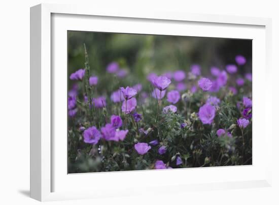 Mauve Kamchatka azalea in the botanical garden in Bielefeld,-Nadja Jacke-Framed Photographic Print