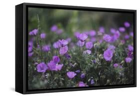 Mauve Kamchatka azalea in the botanical garden in Bielefeld,-Nadja Jacke-Framed Stretched Canvas