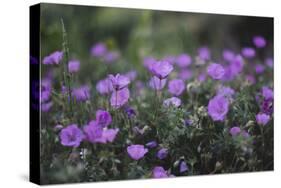 Mauve Kamchatka azalea in the botanical garden in Bielefeld,-Nadja Jacke-Stretched Canvas