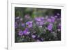 Mauve Kamchatka azalea in the botanical garden in Bielefeld,-Nadja Jacke-Framed Photographic Print