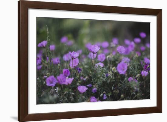 Mauve Kamchatka azalea in the botanical garden in Bielefeld,-Nadja Jacke-Framed Photographic Print