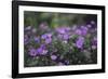 Mauve Kamchatka azalea in the botanical garden in Bielefeld,-Nadja Jacke-Framed Photographic Print