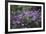 Mauve Kamchatka azalea in the botanical garden in Bielefeld,-Nadja Jacke-Framed Photographic Print