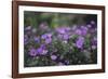 Mauve Kamchatka azalea in the botanical garden in Bielefeld,-Nadja Jacke-Framed Photographic Print