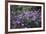 Mauve Kamchatka azalea in the botanical garden in Bielefeld,-Nadja Jacke-Framed Photographic Print
