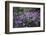 Mauve Kamchatka azalea in the botanical garden in Bielefeld,-Nadja Jacke-Framed Photographic Print