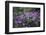 Mauve Kamchatka azalea in the botanical garden in Bielefeld,-Nadja Jacke-Framed Photographic Print