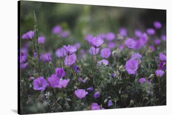 Mauve Kamchatka azalea in the botanical garden in Bielefeld,-Nadja Jacke-Stretched Canvas