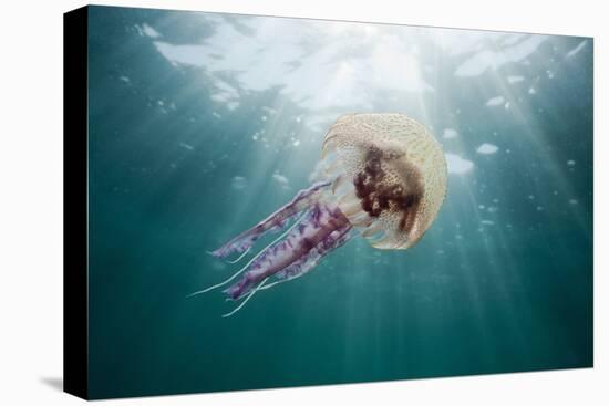 Mauve Stinger Jellyfish (Pelagia Noctiluca), Cap De Creus, Costa Brava, Spain-Reinhard Dirscherl-Stretched Canvas