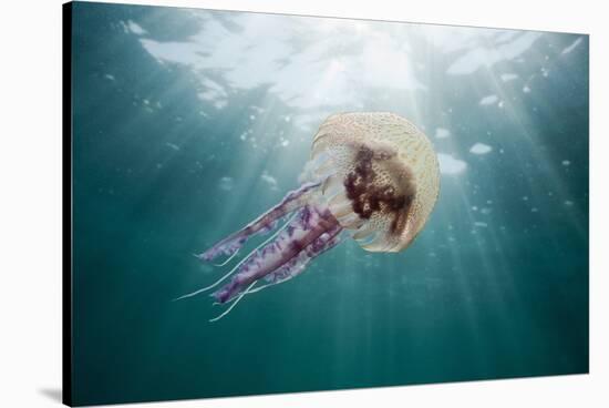 Mauve Stinger Jellyfish (Pelagia Noctiluca), Cap De Creus, Costa Brava, Spain-Reinhard Dirscherl-Stretched Canvas