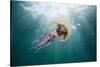 Mauve Stinger Jellyfish (Pelagia Noctiluca), Cap De Creus, Costa Brava, Spain-Reinhard Dirscherl-Stretched Canvas