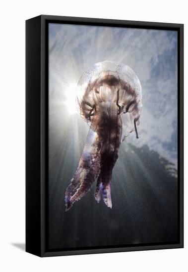 Mauve Stinger Jellyfish (Pelagia Noctiluca), Cap De Creus, Costa Brava, Spain-Reinhard Dirscherl-Framed Stretched Canvas