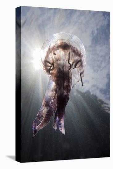 Mauve Stinger Jellyfish (Pelagia Noctiluca), Cap De Creus, Costa Brava, Spain-Reinhard Dirscherl-Stretched Canvas