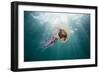 Mauve Stinger Jellyfish (Pelagia Noctiluca), Cap De Creus, Costa Brava, Spain-Reinhard Dirscherl-Framed Photographic Print