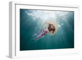 Mauve Stinger Jellyfish (Pelagia Noctiluca), Cap De Creus, Costa Brava, Spain-Reinhard Dirscherl-Framed Photographic Print