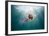 Mauve Stinger Jellyfish (Pelagia Noctiluca), Cap De Creus, Costa Brava, Spain-Reinhard Dirscherl-Framed Photographic Print