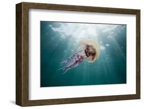 Mauve Stinger Jellyfish (Pelagia Noctiluca), Cap De Creus, Costa Brava, Spain-Reinhard Dirscherl-Framed Photographic Print