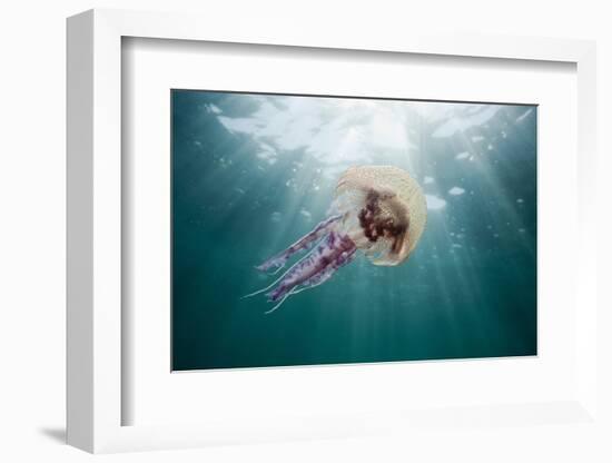 Mauve Stinger Jellyfish (Pelagia Noctiluca), Cap De Creus, Costa Brava, Spain-Reinhard Dirscherl-Framed Photographic Print