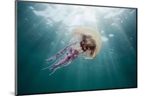Mauve Stinger Jellyfish (Pelagia Noctiluca), Cap De Creus, Costa Brava, Spain-Reinhard Dirscherl-Mounted Photographic Print