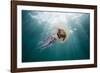 Mauve Stinger Jellyfish (Pelagia Noctiluca), Cap De Creus, Costa Brava, Spain-Reinhard Dirscherl-Framed Photographic Print