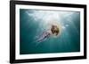 Mauve Stinger Jellyfish (Pelagia Noctiluca), Cap De Creus, Costa Brava, Spain-Reinhard Dirscherl-Framed Photographic Print