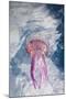 Mauve Stinger Jellyfish (Pelagia Noctiluca), Cap De Creus, Costa Brava, Spain-Reinhard Dirscherl-Mounted Photographic Print