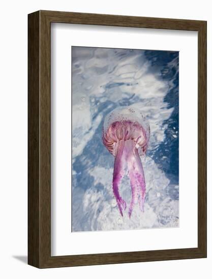 Mauve Stinger Jellyfish (Pelagia Noctiluca), Cap De Creus, Costa Brava, Spain-Reinhard Dirscherl-Framed Photographic Print