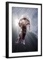 Mauve Stinger Jellyfish (Pelagia Noctiluca), Cap De Creus, Costa Brava, Spain-Reinhard Dirscherl-Framed Photographic Print