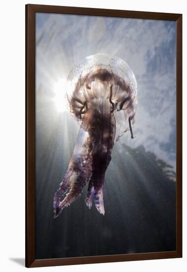 Mauve Stinger Jellyfish (Pelagia Noctiluca), Cap De Creus, Costa Brava, Spain-Reinhard Dirscherl-Framed Photographic Print