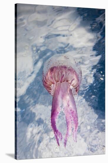 Mauve Stinger Jellyfish (Pelagia Noctiluca), Cap De Creus, Costa Brava, Spain-Reinhard Dirscherl-Stretched Canvas