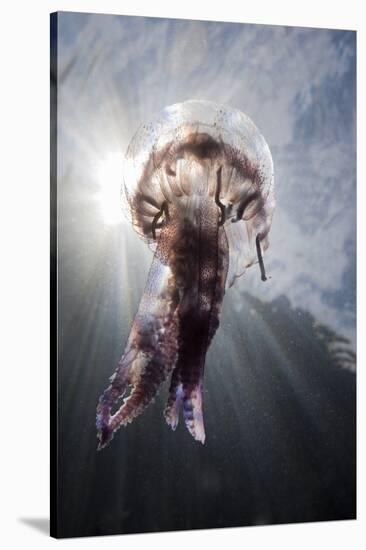 Mauve Stinger Jellyfish (Pelagia Noctiluca), Cap De Creus, Costa Brava, Spain-Reinhard Dirscherl-Stretched Canvas