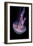 Mauve stinger photographed at night, Portugal-Magnus Lundgren-Framed Photographic Print