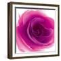 Mauve Summer Petals-Katja Marzahn-Framed Giclee Print