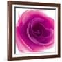 Mauve Summer Petals-Katja Marzahn-Framed Giclee Print