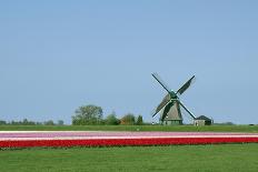 Dutch Tulips in the Spring.-Mauvries-Framed Stretched Canvas