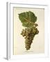 Mauzac Blanc Grape-J. Troncy-Framed Giclee Print