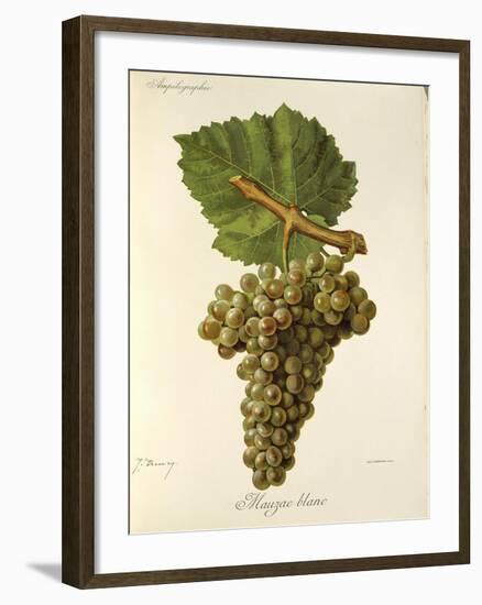 Mauzac Blanc Grape-J. Troncy-Framed Giclee Print