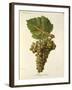 Mauzac Blanc Grape-J. Troncy-Framed Giclee Print