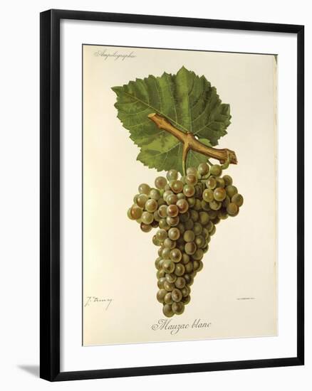 Mauzac Blanc Grape-J. Troncy-Framed Giclee Print